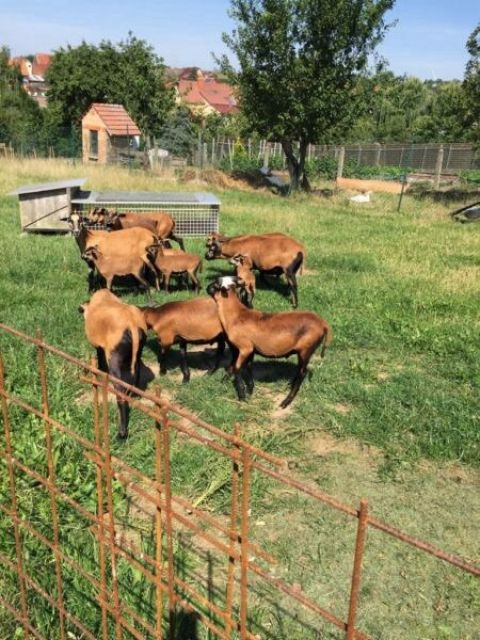 Kamerunschafe Bock 2 St. 6monate  - Nutztiere - Steinbach