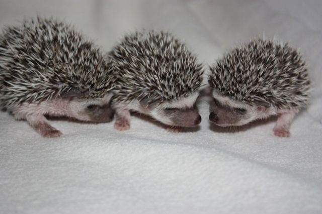 1,2 Salt und Pepper Pinto Weißbauchigelbabys - Sonstige Haustiere - Wald-Michelbach