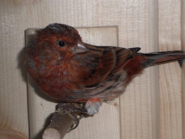 Ein Paar Achat Kanarien - Voegel - Hövelhof