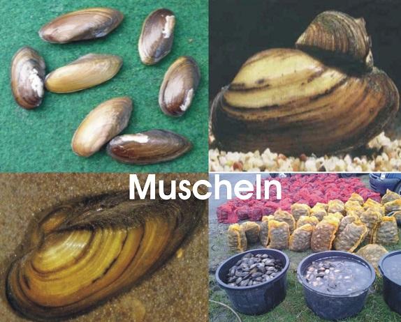 Teichmuscheln - Schnecken - Krebse - Koi - Teichfische/ Fischfarm Eske - Fische - Handewitt