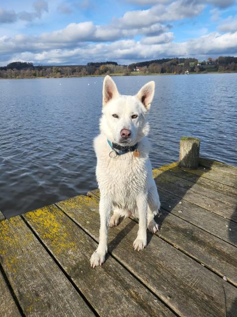 Schäfermix Dame kastriert  - Hunde - Breisach 