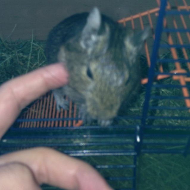 Handzahme Degudame abzugeben  ca. 8 Monate jung  - Nagetiere Allgemein - Lauf