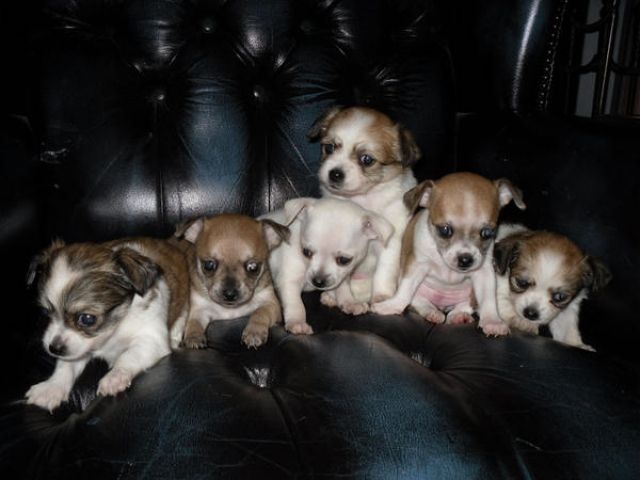 3 Chihuahua welpen - Hunde - chihuahua welpen