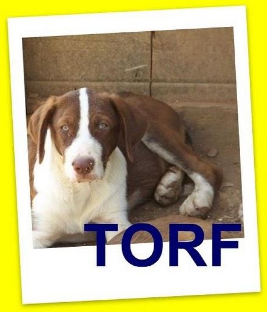Torf, ein Traum von einem Welpen - Hunde - leipzig