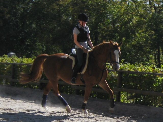 Suche Reitbeteiligung in Raum Wiesbaden - Pferde - Wiesbaden