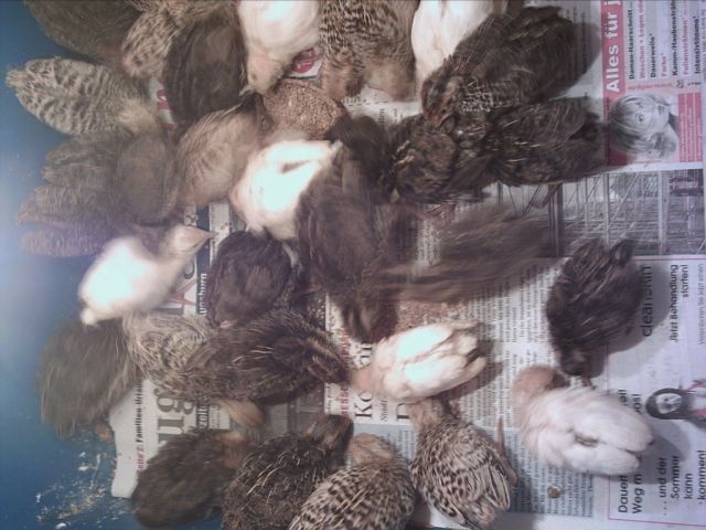 JUNGE WACHTEL 3-4 WOCHEN ALT ZU VERKAUFEN - Nutztiere - Kissing